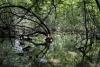 Expanded protections for Maine vernal pools, wildlife to get public hearing