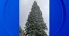 State of Michigan's official Christmas tree to come from Sault Ste. Marie