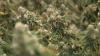 Michigan lawmakers propose tax increase on marijuana wholesalers, money earmarked for state's road project