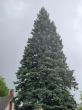 68-foot spruce from U.P. town selected to be Michigan’s Christmas tree