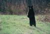 North Dakota's Wildlife: A Look At Bear Sightings Today