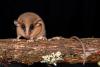 A Tiny And Adorable Masked Marsupial in Peru Turned Out to Be a New Species No One Had Seen Before