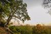 Majestic Guapo’y Stands Tall In Paraguay’s Prestigious Tree Competition
