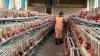 Rwanda’s Agricultural Surge Fuels Export Boom and Poverty Decline
