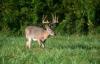Bow Season Begins in Alabama: Tradition, Stewardship, and Strategy in the Woods