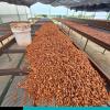 Costa Rican Cacao Is in the World’s Top 50