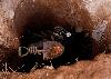 Ivory Coast grants 11 new mining permits to boost exploration