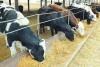 Georgia shares animal identification expertise with Turkmenistan