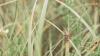 Punjab Agricultural University Warns Farmers of Brown Locust Attack in Paddy Fields
