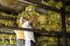Brussels sells out Europe’s tobacco farmers and their 80,000 jobs to Beijing