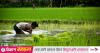 As the UK grows rice, Bangladesh fights the heat