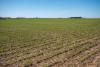 US soybean farmers, deserted by big buyer China, scramble for other importers