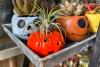 Fall gardening in Colorado: Overwintering, first frosts, and what to plant now