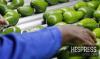 Spain doubles agricultural imports from Morocco over a decade