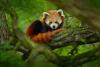Asia Pacific companies lead the world in adopting nature reporting framework: TNFD