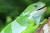 Iguanas from California possibly 'rafted' all the way to Fiji, scientists say