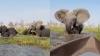 WATCH: Wild Elephant Flips Tourists' Safari Boat In Botswana; Traps Woman Under Water