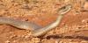 Toxic pollution builds up in snake scales: what we learnt from black mambas