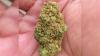 Attorney Calls Belize’s Marijuana Laws ‘Grossly Outdated’   