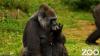 Eight gorillas coming soon to new 'Congo Falls' at San Antonio Zoo