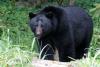 Suspected Bear Attack in Arkansas: Camper Found Dead