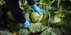 Scientists say eating a plant-based diet could save 15 million deaths and save the environment