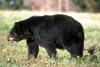 Arkansas logs what looks like second fatal bear attack in a month