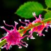 Scientists Uncover New Intracellular Trafficking Pathway in Plant Cells
