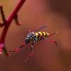 Scientists Analyze Chikungunya Outbreak Patterns to Enhance Prediction and Advance Vaccine Development