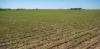 US soybean farmers, deserted by big buyer China