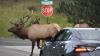 Why Colorado is building the world's largest wildlife overpass on I-25