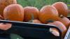 Pick-your-own pumpkins at these 8 Connecticut patches this fall
