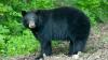 Man found dead at Arkansas campground, bear attack suspected