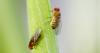 Bug out this weekend at the Arizona Insect Festival in Tucson