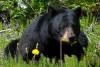 Man found mauled to death at Arkansas campsite after sending photos of bear to family: ‘Evidence of a struggle’