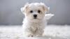 Cheerful Tiny Maltese Enters the Room Like the Happiest Real Estate Agent