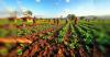 Transforming Indian agriculture: Policy reforms for climate resilience and sustainability
