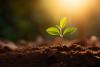 Scientists Unlock Secrets of Plants’ Language of Light