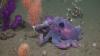 World Popular Science 13 inspiring photos of thriving deep-sea animals