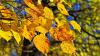 The science behind fall foliage, why October leaves glow so bright