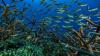 Why Africa's oceans bear brunt of planet's environmental crisis