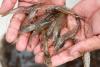 SFA testing seafood from Indonesia; no radioactive contamination found so far