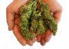 Catholic Diocese warns legalizing marijuana will ‘Tear Belize Down’