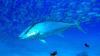 Costa Rica Court Orders Urgent Regulation of Tuna Fishing Law