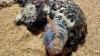 What to know about Portuguese man o' wars at Delaware beaches