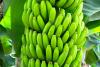 Ecuadorian trade union denounces violation of banana workers’ rights