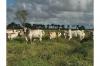 With rice fields as far as the eye can see and cows for days, one family is contributing to Guyana’s food security