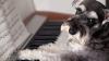 Miniature Schnauzer Delights With Encore Piano Solo Like Skilled Musician