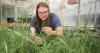 Agriculture and national security sciences lead Montana State’s annual research expenditures