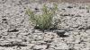 Ucaman: Agricultural lands in Kurdistan are being deliberately destroyed